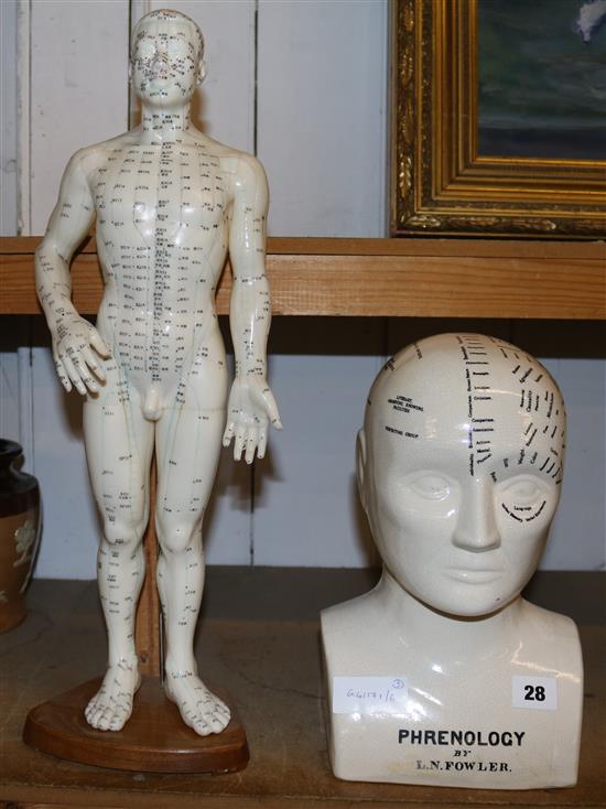 Phrenology head & acupuncture model